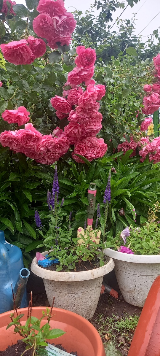 Мои цветы после дождя-весна время Венеры.