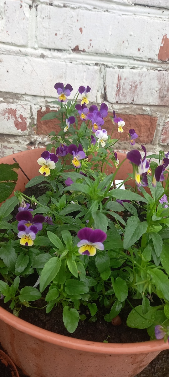 Еще немного фото  из сада)