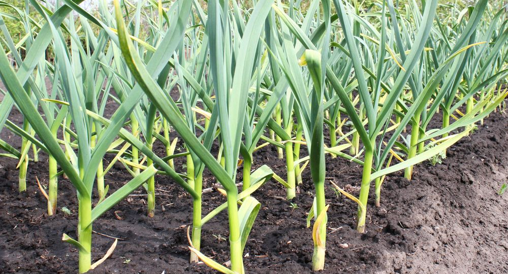 🔥 Любимая МАМИНА подкормка для чеснока в мае, которую использует более 10 лет. Дает вкус и что самое главное хранение чеснока долго!