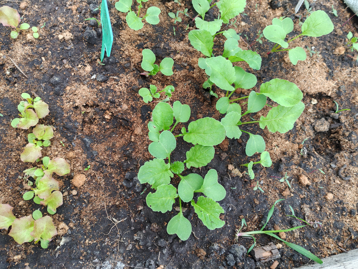 Салат и редиска