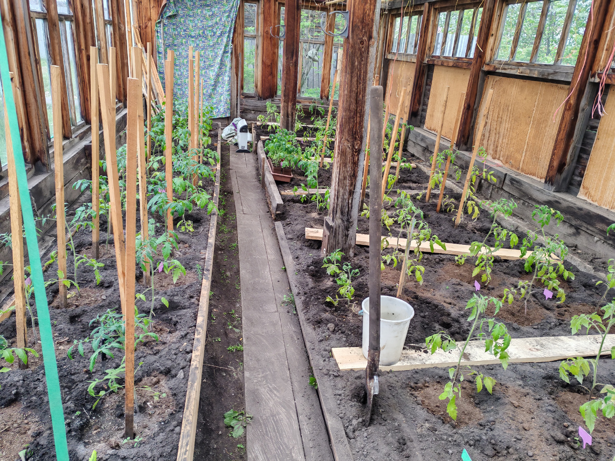 Теплица с помидорами.