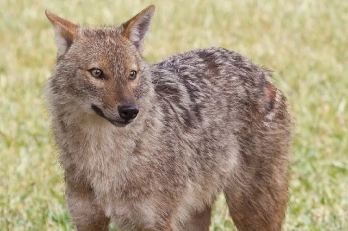   Во Владимирской области впервые обнаружены шакалы
