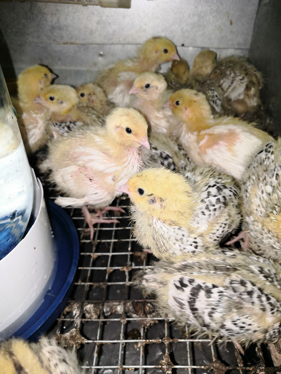 Будущей еде около недели