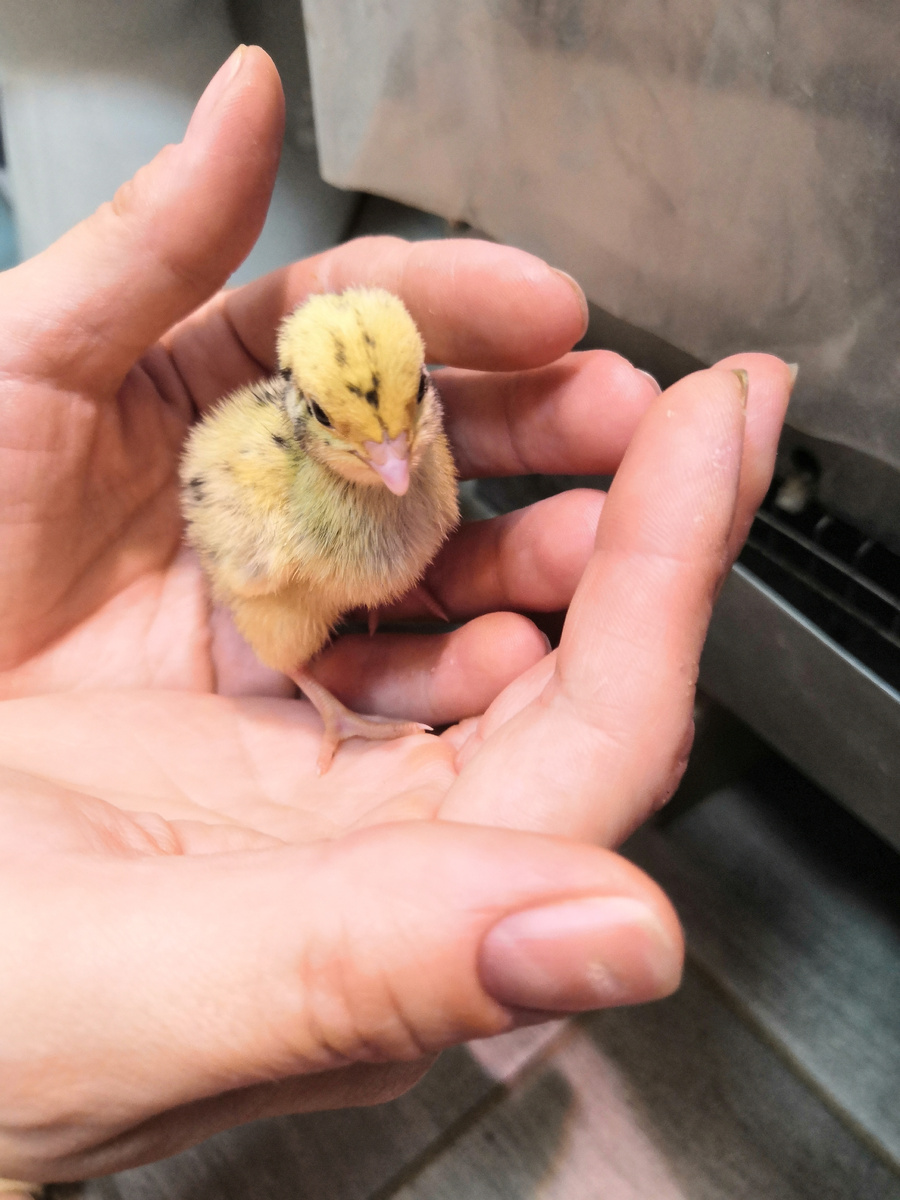 А этой лапуле пару дней