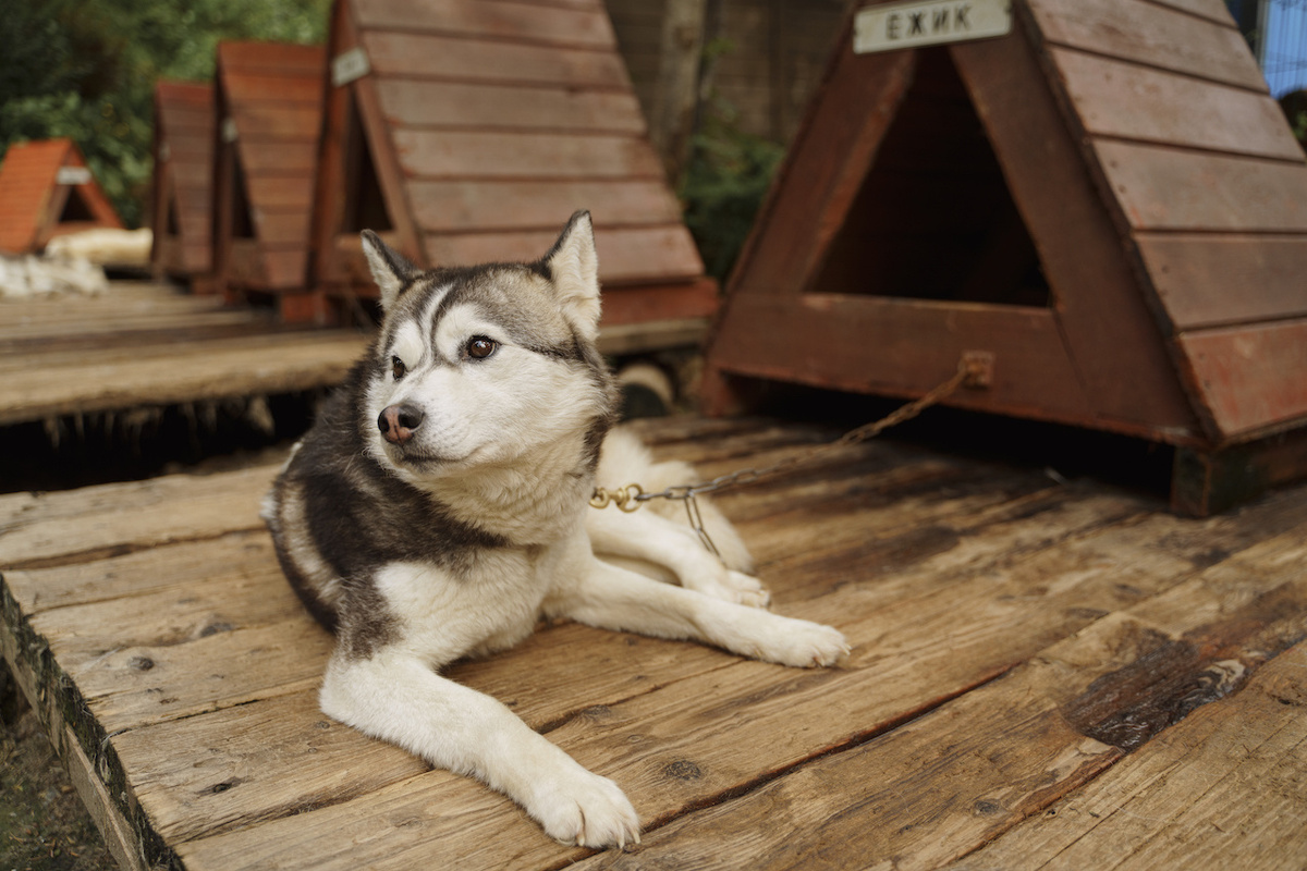 Дружелюбные хаски в Шерегеше на Секторе Е