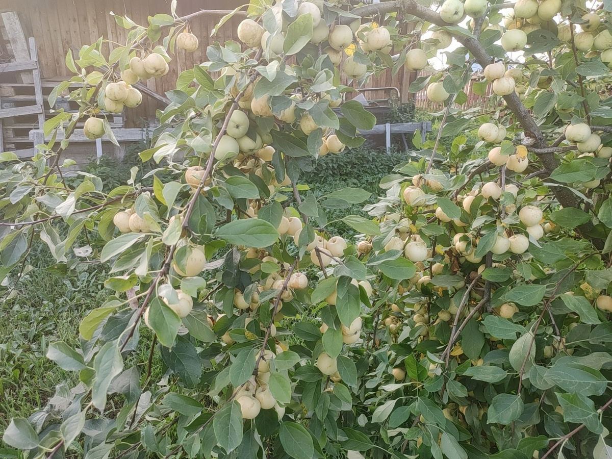 да, это яблоня, но принцип с грушей - один. избыток плодов ослабляет дерево