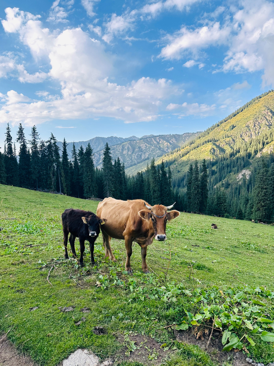Коровки на маршруте