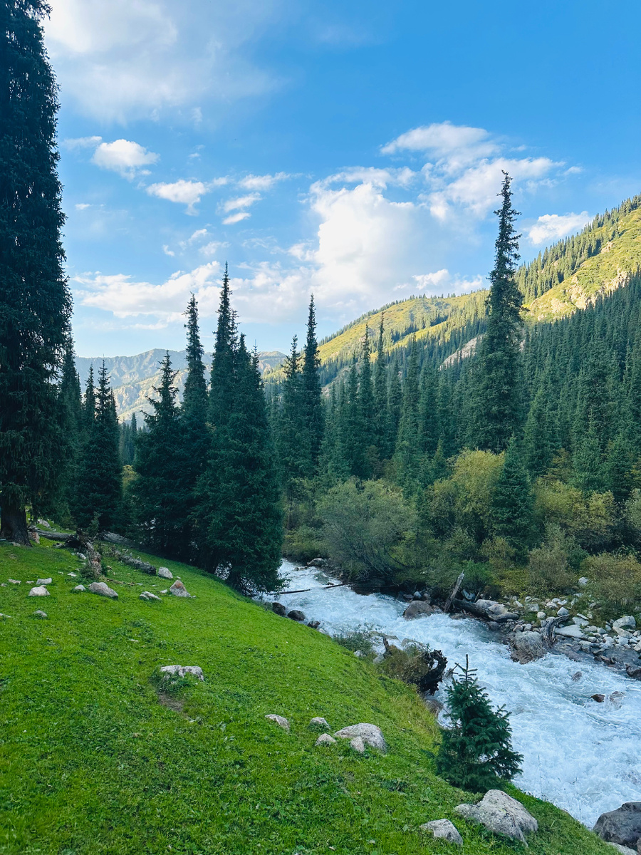 Тянь-Шаньские ели