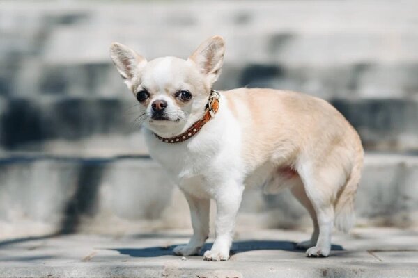 Чихуахуа стала одной из самых популярных пород. Обложка © Shutterstock / FOTODOM / Anton Pentegov
