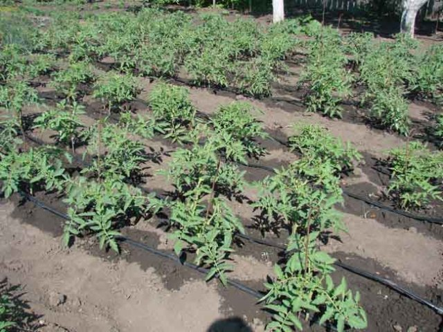 🌿🍅 Чем подкормить томаты в жару: 6 рецептов из тетрадки моей тещи (народных) для акклиматизации и устойчивости 🌞