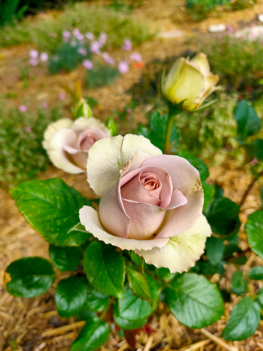 Амнезия. Пахнет молочным шоколадом