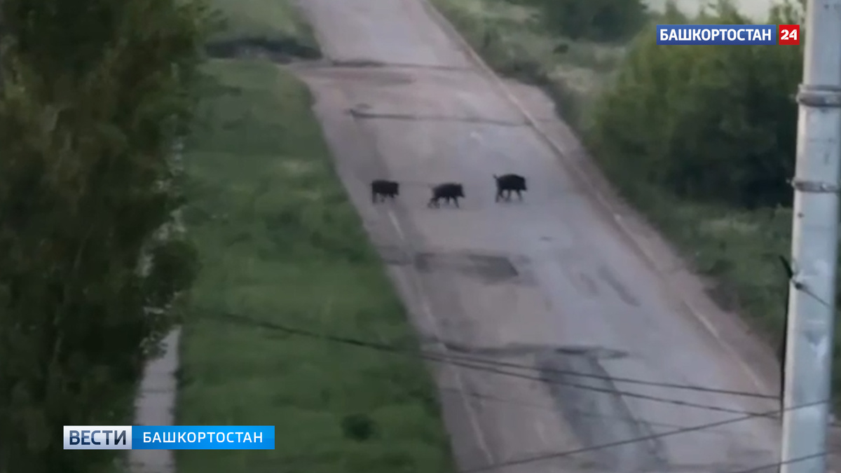    Семейство диких кабанов заметили в Уфе