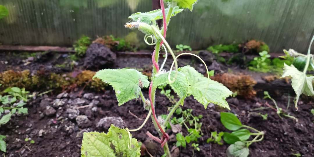 Огурцы желтеют в теплице? Без паники — есть решение