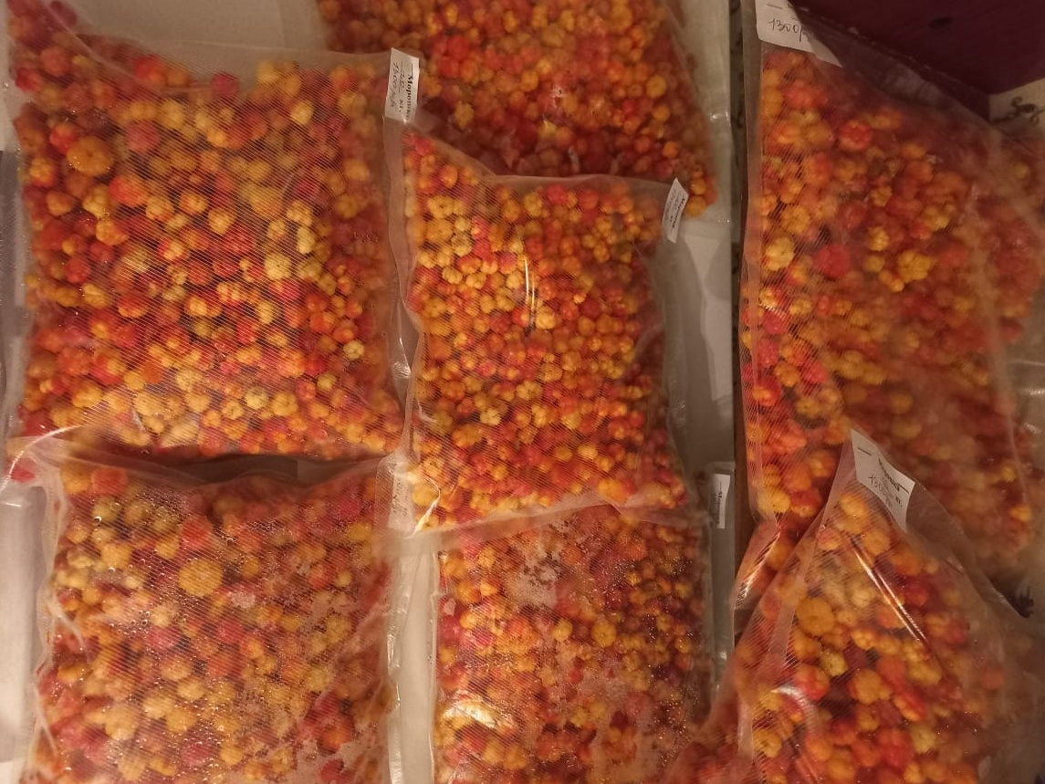     Новый цех по переработке дикоросов открылся на севере Красноярского края