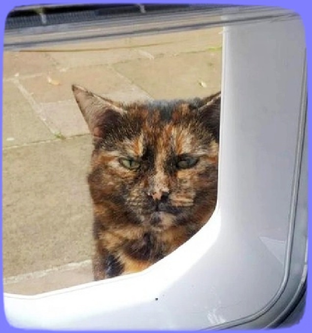 Кот обиделся на хозяина.