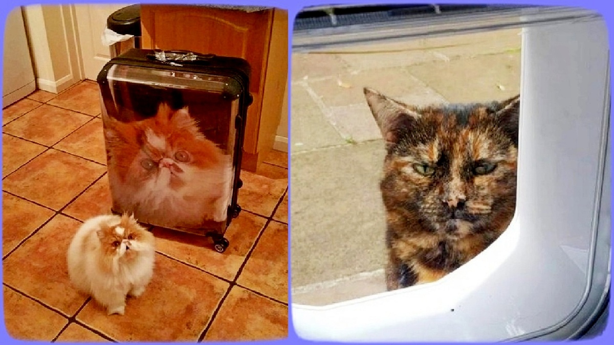 25 потешных фото котов, у которых хозяева уехали в отпуск, а их оставили на соседей.
