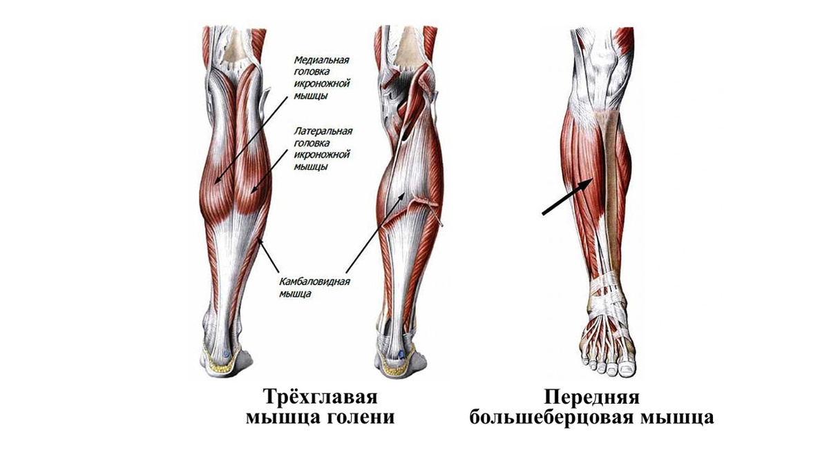 Мышцы голени