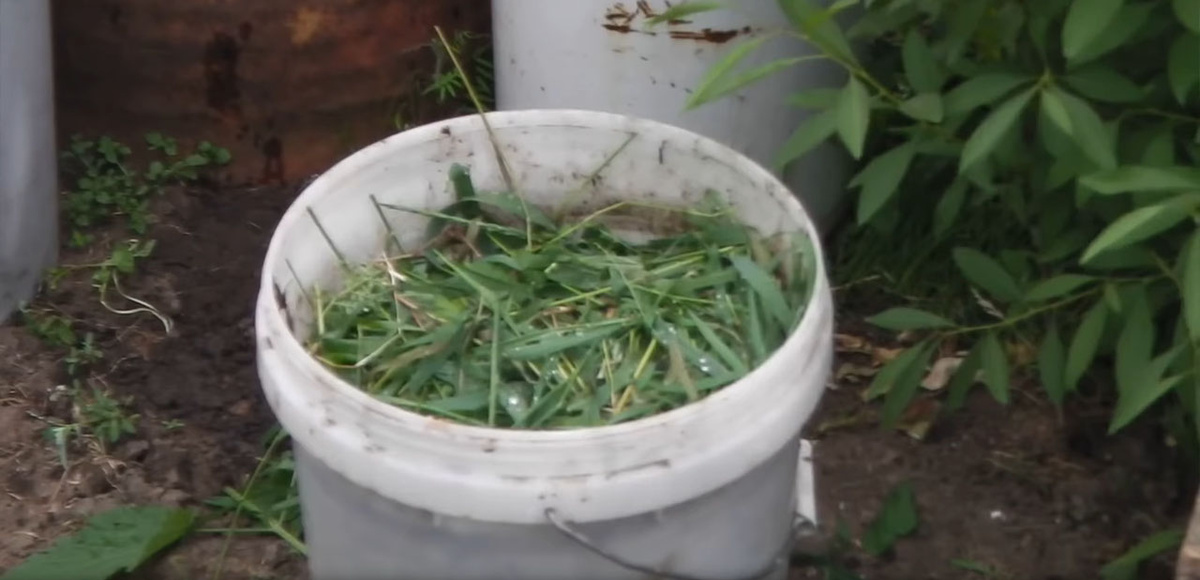 Травяные настои полезны на начальном этапе вегетации.