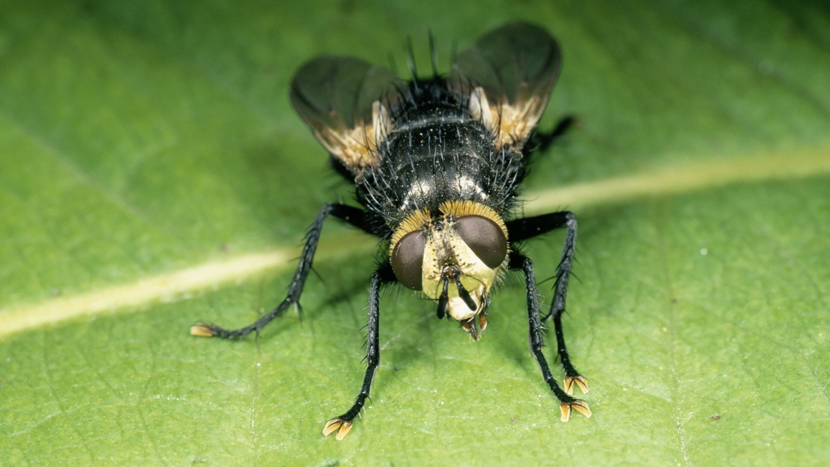     Фото: East News Ежемуха свирепая имеет рыжевато-оранжевое брюшко с черной полосой и густое покрытие из жестких щетинок. Именно из-за этих щетинок, напоминающих колючки ежа, муха и получила первую часть своего названия — «ежемуха»