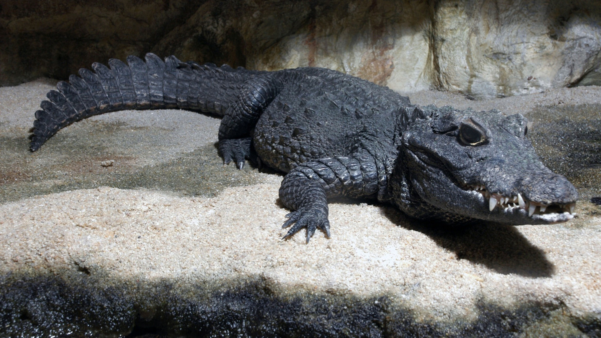     Фото: EAST NEWS Отличительной чертой является короткая и тупая морда, благодаря которой животное и получило свое название