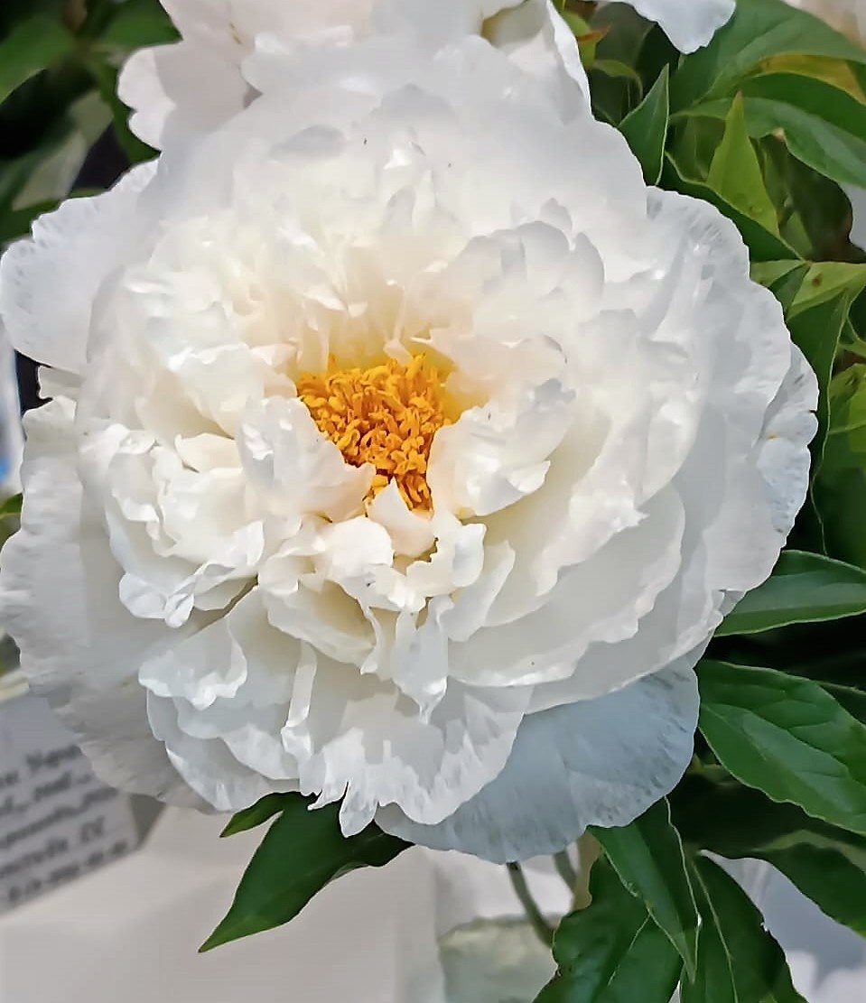 Пока только телепортические цветы от хозпрофа и меня)