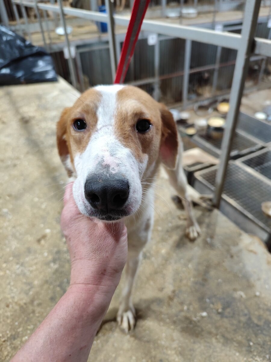 Она не просто грустит - она буквально плачет. Поднимает мордочку и смотрит на людей, будто спрашивает: «Почему я здесь? Почему никто не поможет?»  