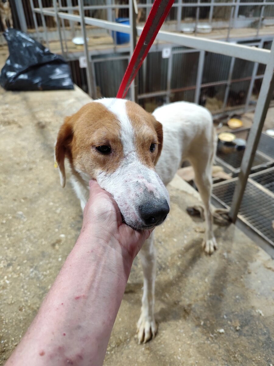 Она не просит многого - только шанс. Шанс на тёплую подстилку, на миску еды, на взгляд, полный благодарности вместо боли.  