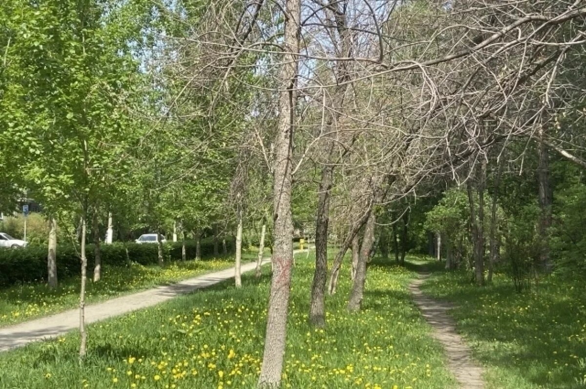    Аварийные деревья на улице Малахова.