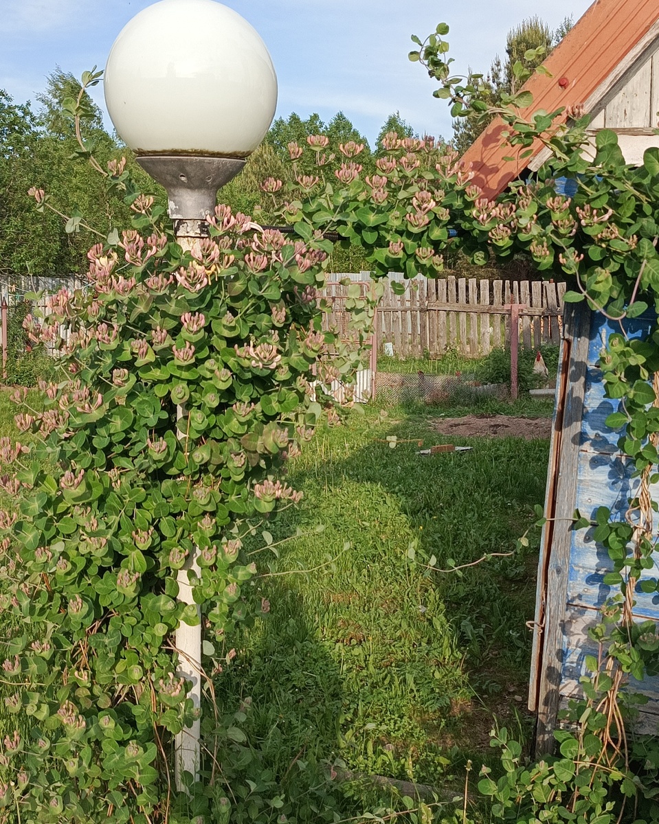 Жимолость Канифроль