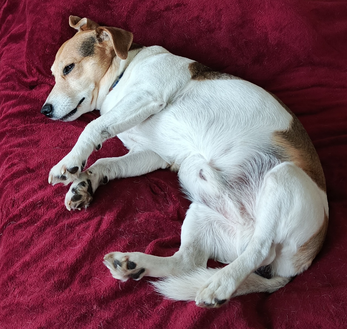 А это самый лучший друг на свете. Который не предаст.