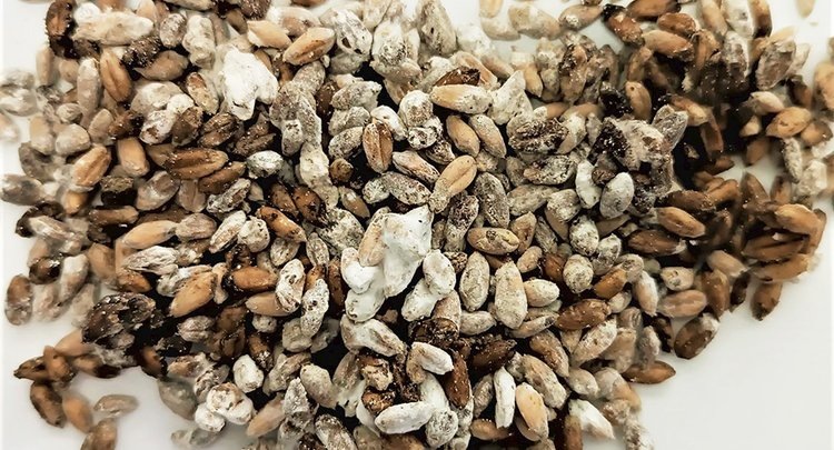    Опасный микотоксин в партии пшеницы обнаружили курганские эксперты ЦОК АПК