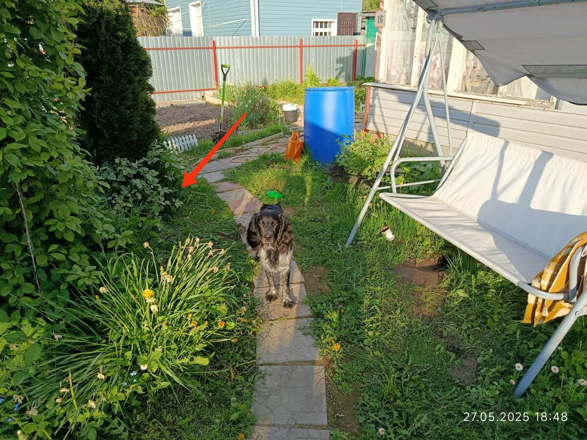 Наше место отдыха. Стрелочкой показала куда "посадила" хосты