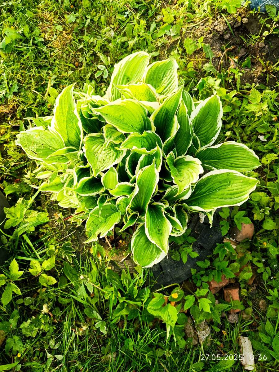 Пересажена сто раз