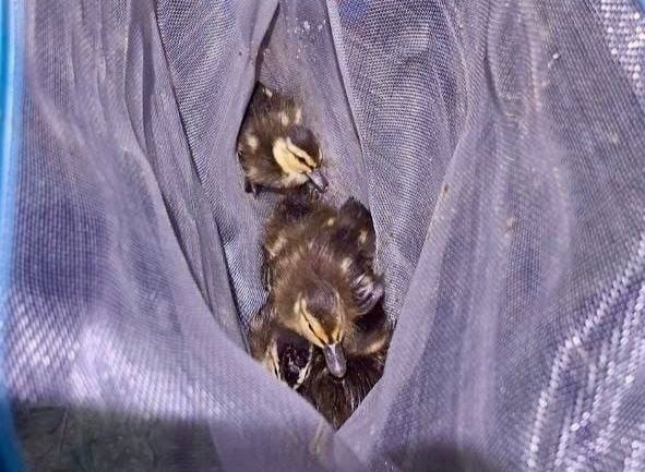    При обследовании колодца специалисты водоканала обнаружили потерявшихся утят