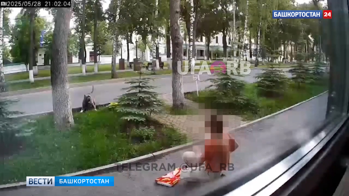    В центре Уфы питбуль загрыз чихуахуа