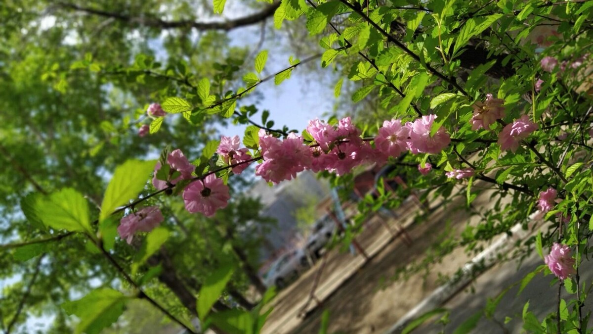     Источник: transsibinfo.com