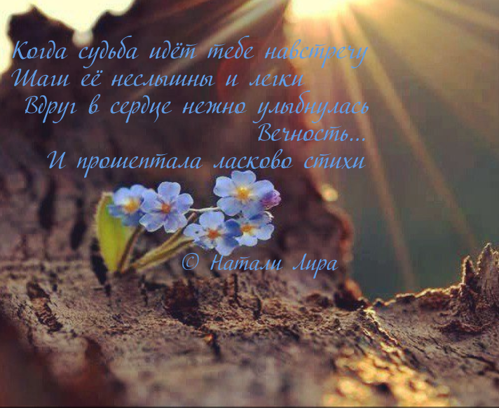 Фото из открытых источников. Стихи и открытка автора