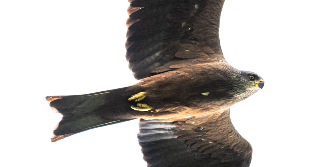 Красный Кут. В компании с дождем. 18.05.25.