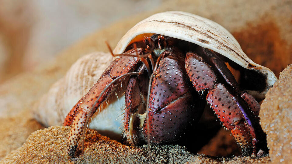 Фото: © www.globallookpress.com/Christian Hütter/imageBROKER.com