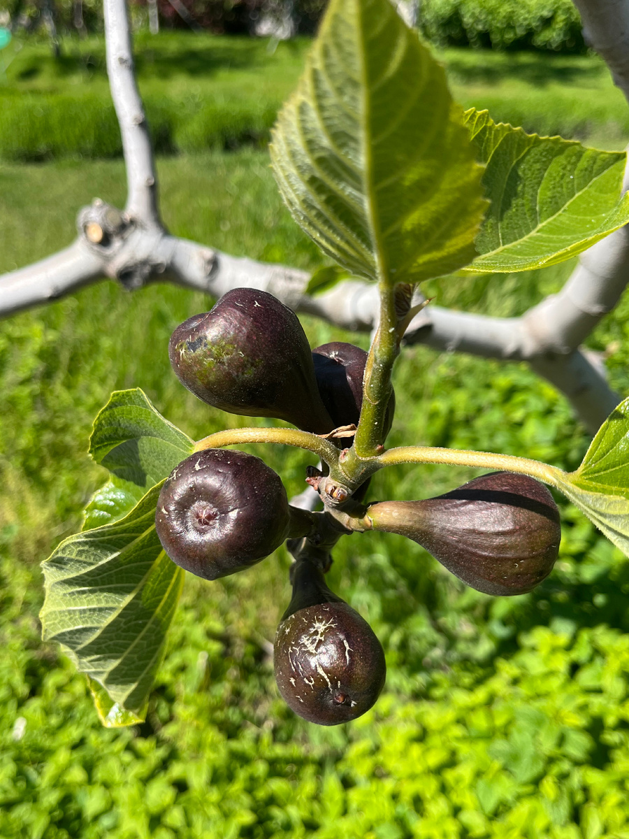 Инжир в парке отеля Мрия 