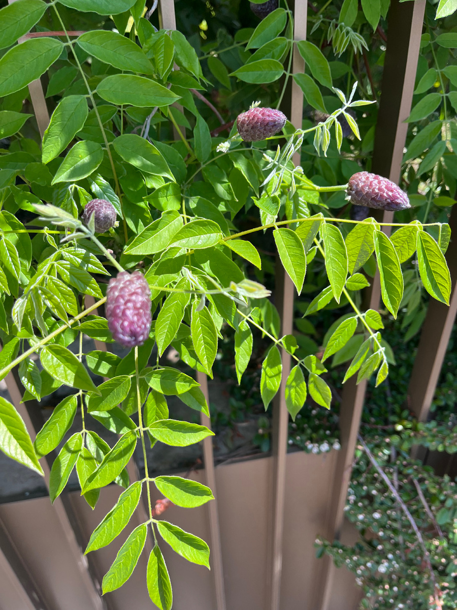 Так зацветает глициния