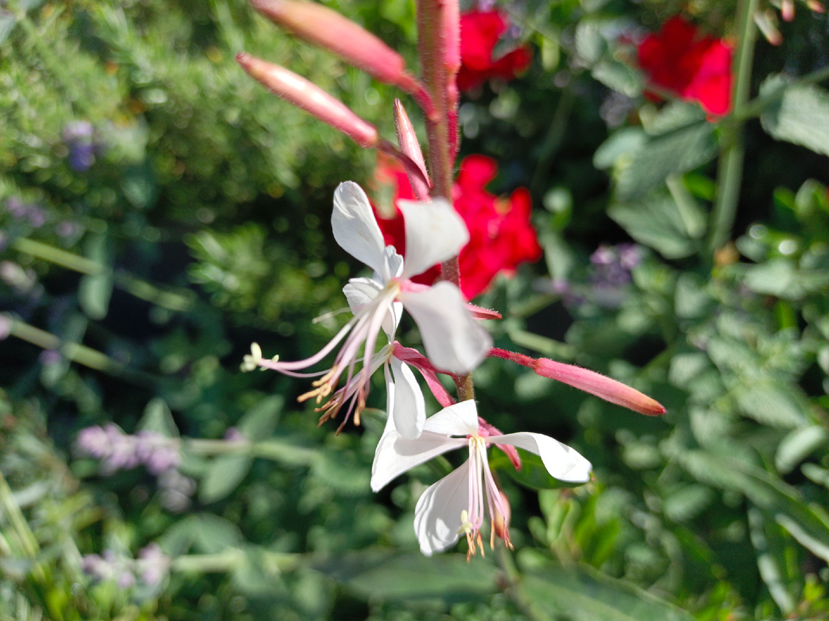 ФТ Сириус, Имеретинская набережная, конец мая 2025 г.