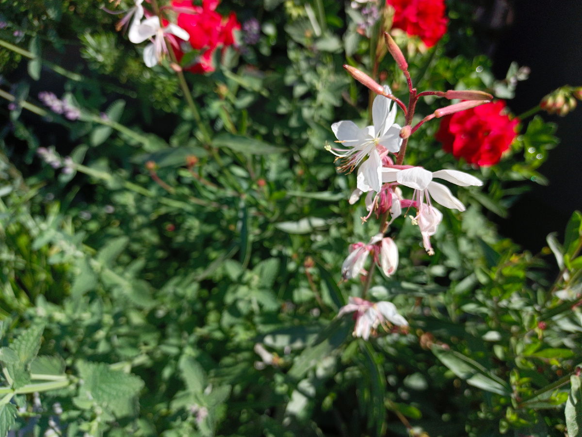 ФТ Сириус, Имеретинская набережная, конец мая 2025 г.