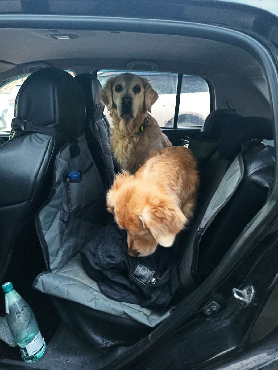 Куба, Ляля и Маняха в сумке