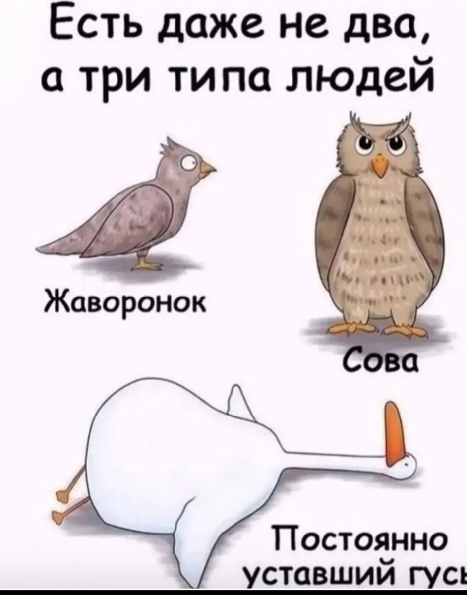 Картинка из интернета.  Я гусь🤣