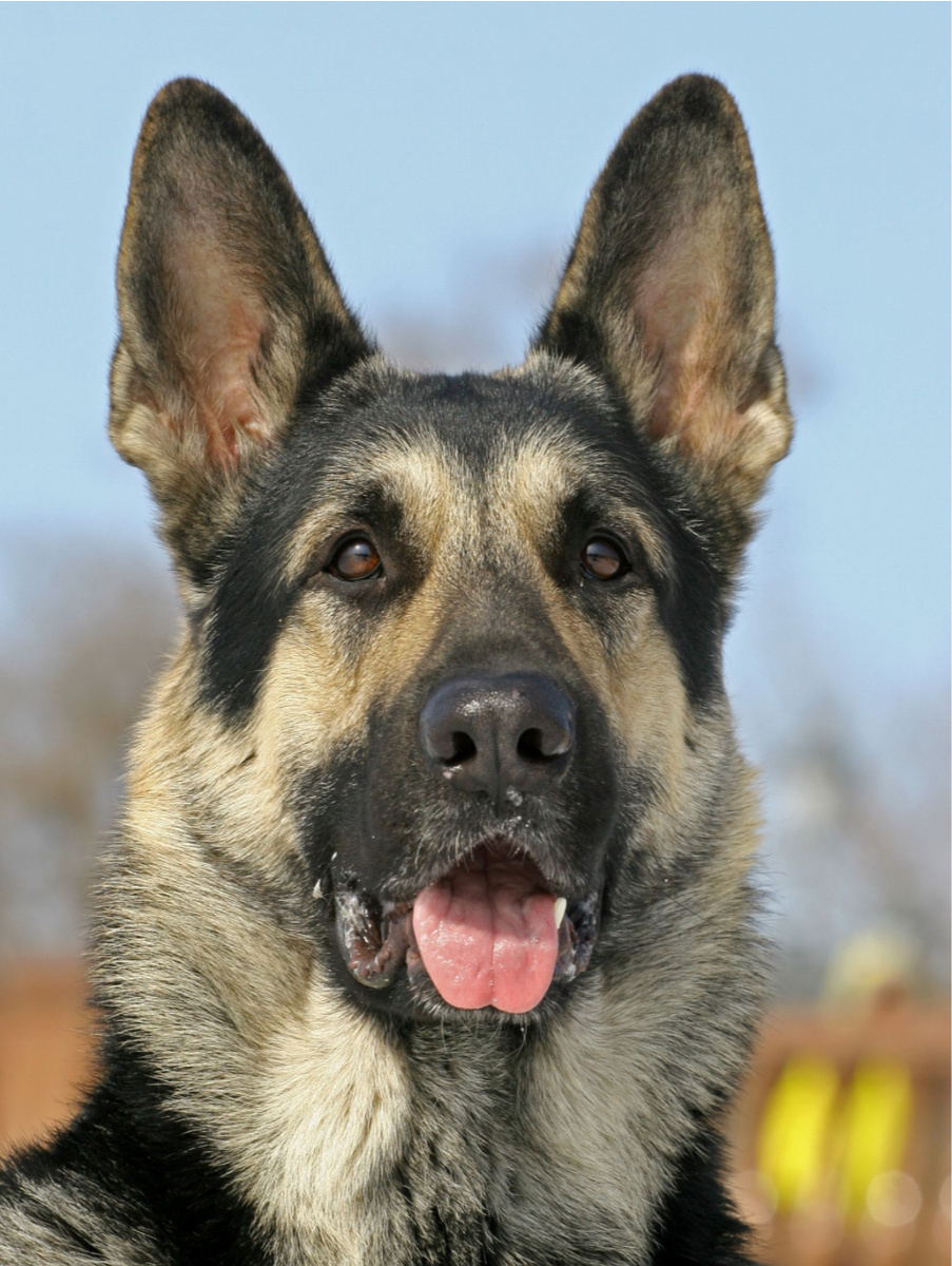 Фото из свободного доступа. Яндекс.картинки