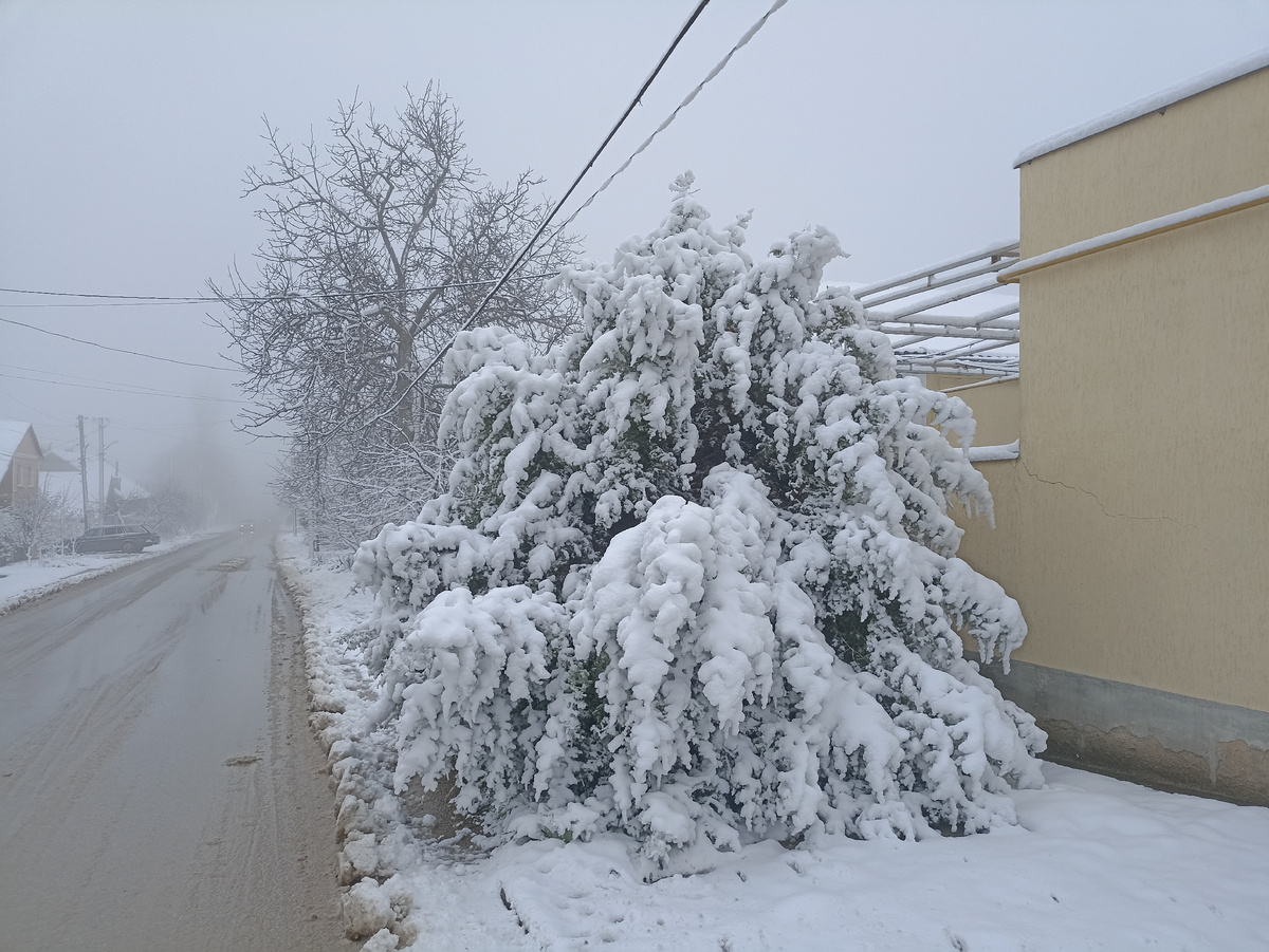  Туман загадочной вуалью окутывает деревья и дома, создавая иллюзию сказочного мира. В этом волшебном мгновении природа словно замерла, ожидая чего-то прекрасного и неизведанного.