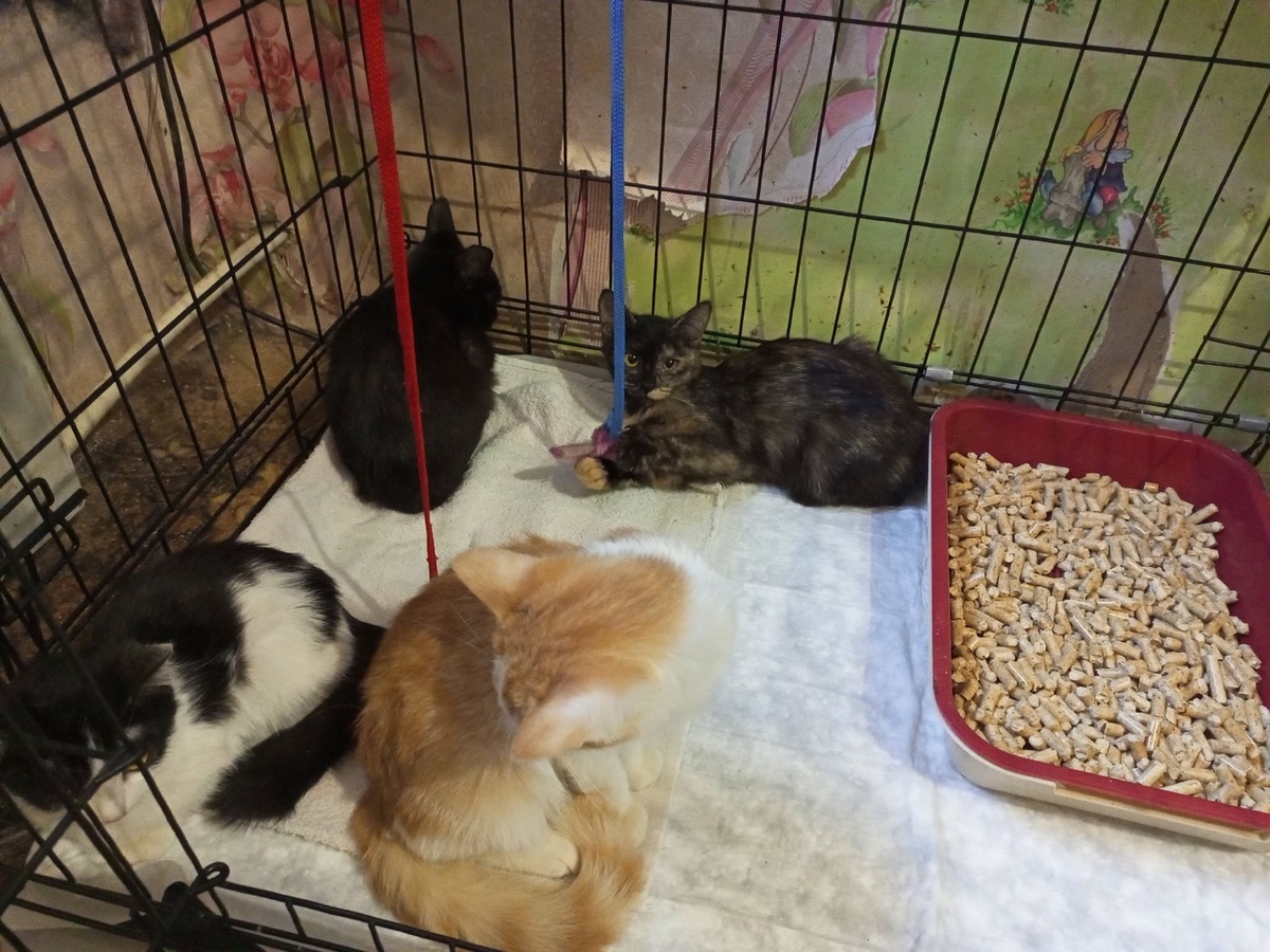 Очередное потомство, которое мы вылавливали несколько недель