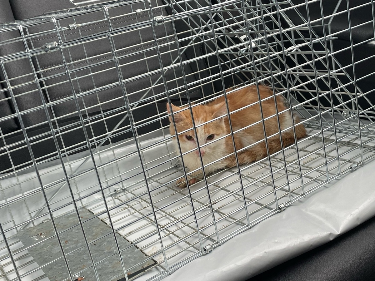 Котята были истощенными и слабенькими