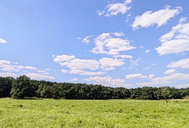 Памятник природы Волгоградской области Козловская лесная дача